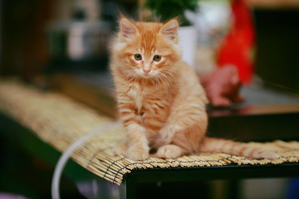 Comment introduire un autre animal à votre British Shorthair