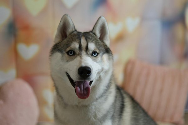 10 erreurs à éviter dans le soin des chiens