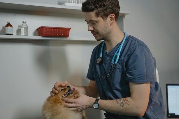 Comment protéger votre chien des parasites pendant l'été