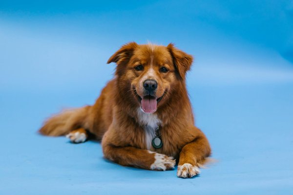 Couchage pour chiens de petite tailles : Guide d'achat